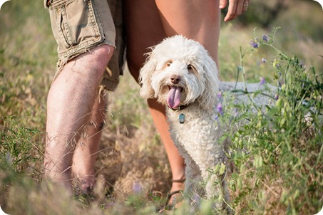 Okanagan-Lake-engagement-session_fun-couple-field-dog-wine02_by-Kevin-Trowbridge