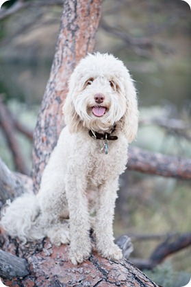 Okanagan-Lake-engagement-session_fun-couple-field-dog-wine46_by-Kevin-Trowbridge