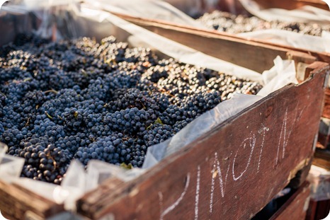 Kelowna-Summerhill-Winery-fall-wedding-vineyard-barn-pyramid-portraits37_by-Kevin-Trowbridge