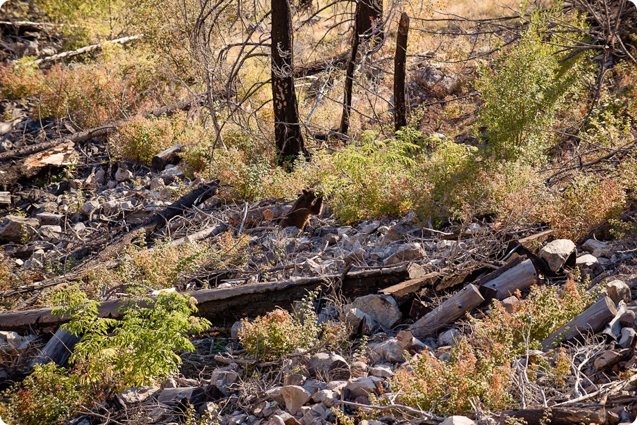 Myra-Canyon-engagement-Kelowna-train-tressles-cruiser-bikes39_by-Kevin-Trowbridge