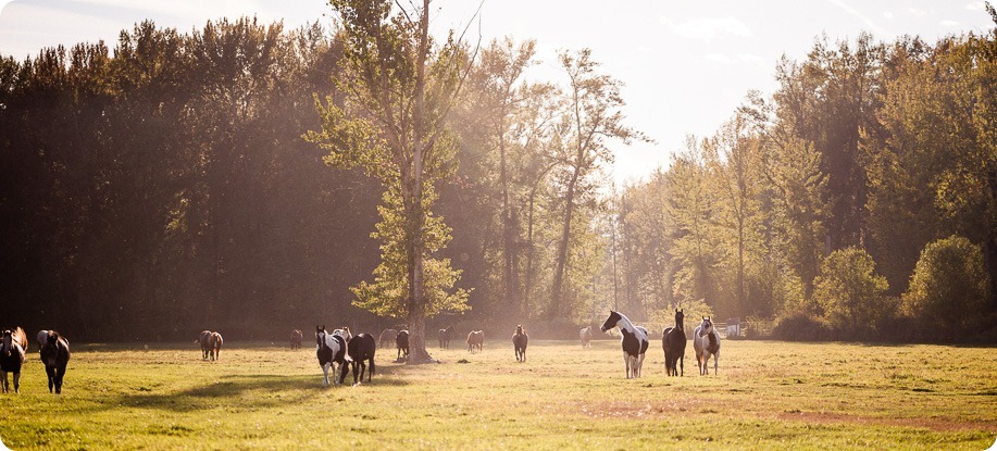 Kelowna-fall-autumn-farm-engagement-session-with-horses_2053_by-Kevin-Trowbridge