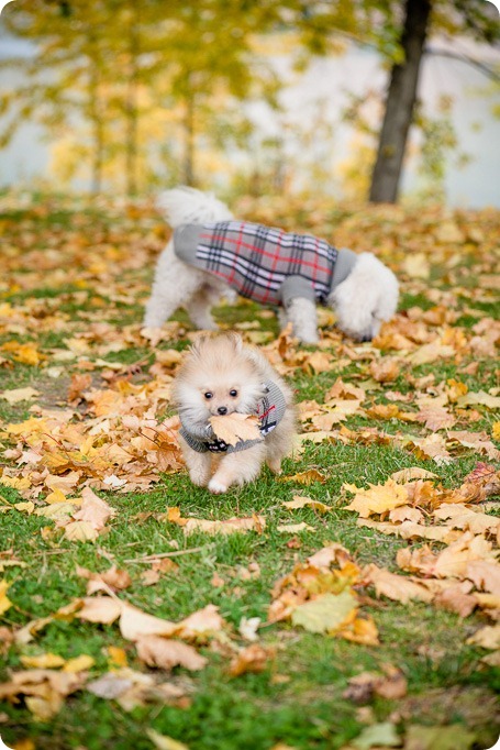 oyama-engagement-session_autumn-portraits12_by-Kevin-Trowbridge