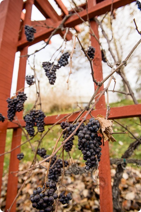 wedding-photography-Summerhill-Winery-Kelowna-winter-Pyramid_134218_by-Kevin-Trowbridge