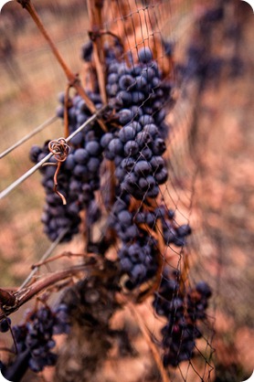 wedding-photography-Summerhill-Winery-Kelowna-winter-Pyramid_161106_by-Kevin-Trowbridge