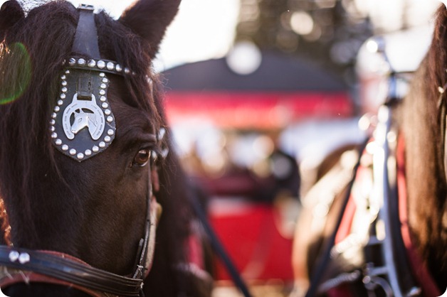 Silverstar-winter-engagement-session_horse-drawn-sleigh65_by-Kevin-Trowbridge