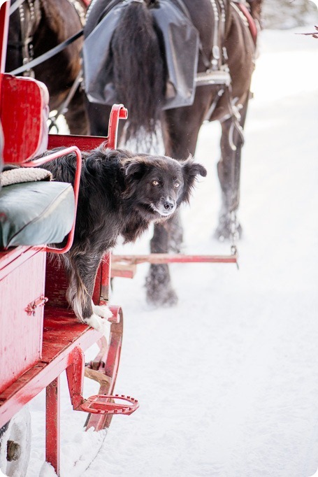 Silverstar-winter-engagement-session_horse-drawn-sleigh71_by-Kevin-Trowbridge