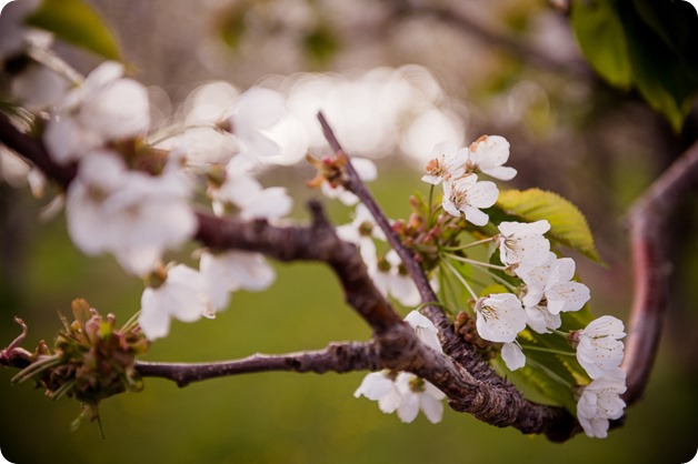 convertible-Cadillac_engagement-portraits_travel-cherry-orchard_Okanagan_27_by-Kevin-Trowbridge