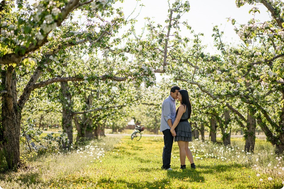 tandem-bike_engagement-portraits_apple-orchard_Kelowna_04_by-Kevin-Trowbridge