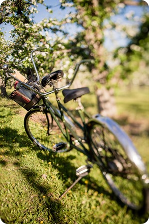 tandem-bike_engagement-portraits_apple-orchard_Kelowna_21_by-Kevin-Trowbridge