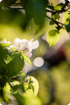 tandem-bike_engagement-portraits_apple-orchard_Kelowna_22_by-Kevin-Trowbridge