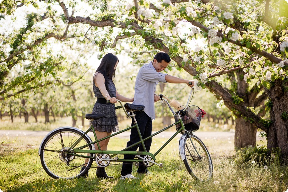 tandem-bike_engagement-portraits_apple-orchard_Kelowna_24_by-Kevin-Trowbridge