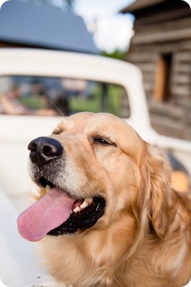 Kelowna-vintage-truck-engagement-session_heritage-orchard-photos09_by-Kevin-Trowbridge