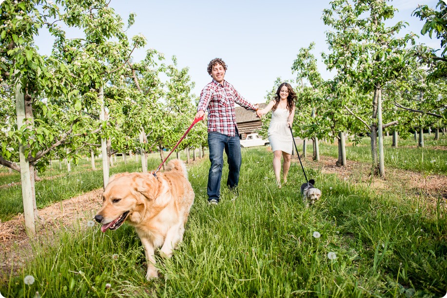 Kelowna-vintage-truck-engagement-session_heritage-orchard-photos34_by-Kevin-Trowbridge