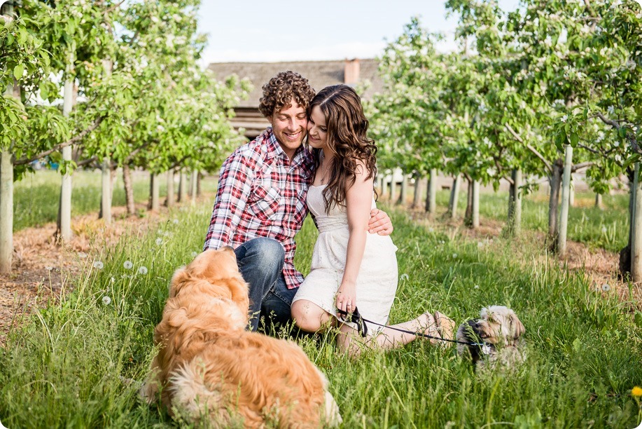 Kelowna-vintage-truck-engagement-session_heritage-orchard-photos35_by-Kevin-Trowbridge