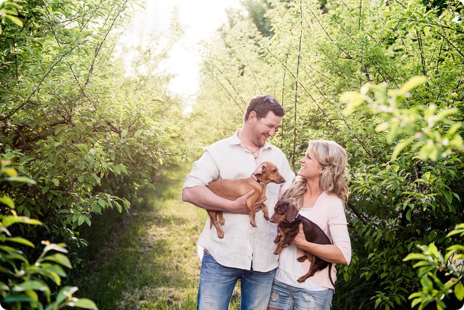 farm-engagement-session_dachshund-dogs_Okanagan_02_by-Kevin-Trowbridge