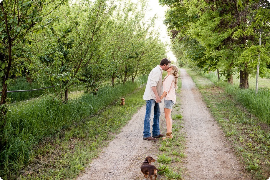 farm-engagement-session_dachshund-dogs_Okanagan_05_by-Kevin-Trowbridge