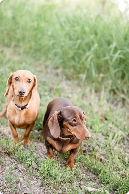 farm-engagement-session_dachshund-dogs_Okanagan_08_by-Kevin-Trowbridge