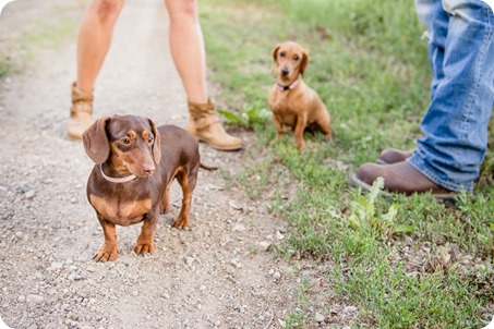 farm-engagement-session_dachshund-dogs_Okanagan_10_by-Kevin-Trowbridge