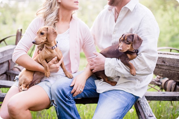 farm-engagement-session_dachshund-dogs_Okanagan_33_by-Kevin-Trowbridge