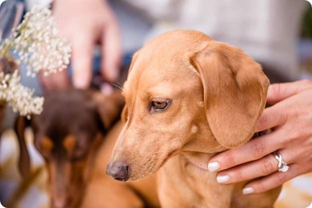 farm-engagement-session_dachshund-dogs_Okanagan_47_by-Kevin-Trowbridge