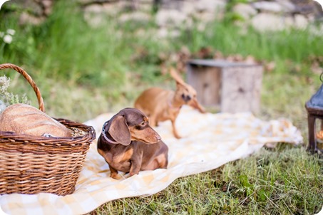 farm-engagement-session_dachshund-dogs_Okanagan_68_by-Kevin-Trowbridge