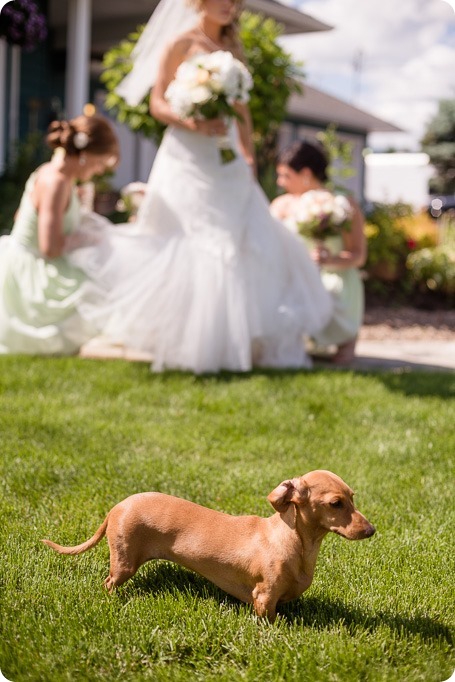 Armstrong-Okanagan-wedding_country-farm_33_by-Kevin-Trowbridge