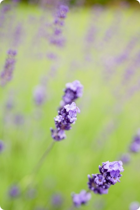 Kelowna-Lavender-engagement-session_36_by-Kevin-Trowbridge