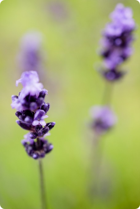 Kelowna-Lavender-engagement-session_38_by-Kevin-Trowbridge