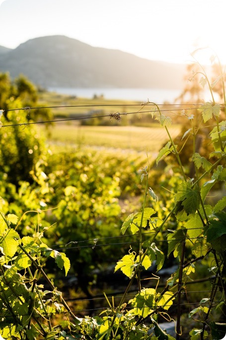 Naramata-engagement-session_vintage-lake-vineyard-portraits106_by-Kevin-Trowbridge