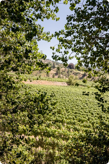 Naramata-wedding-photography_Apple-DOr_vineyard_03_by-Kevin-Trowbridge