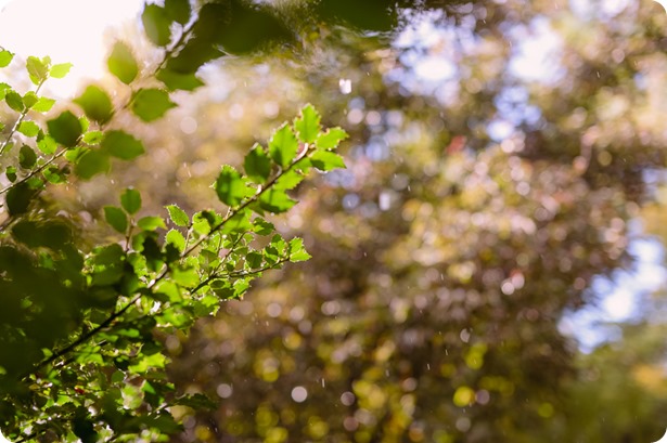 Kaleden-wedding_Linden-Gardens_vineyards-Okanagan-photographer_153521_by-Kevin-Trowbridge