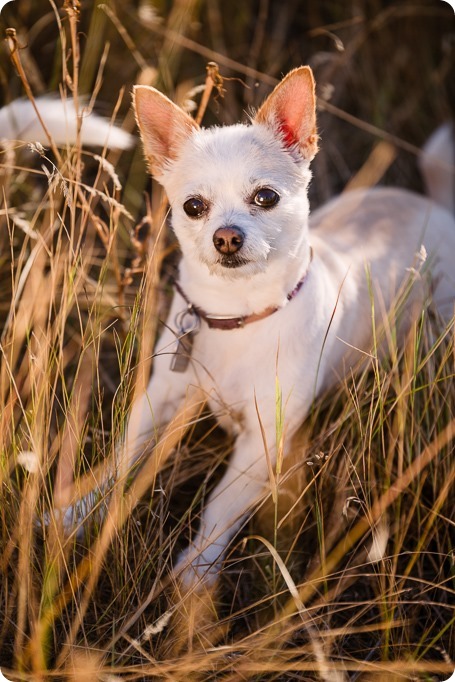 Kelowna-engagement-session_lake-dog-portraits_Okanagan-photographer_20_by-Kevin-Trowbridge