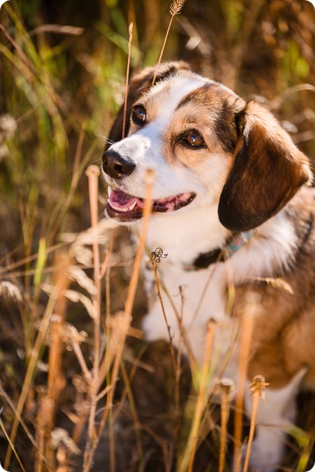 Kelowna-engagement-session_lake-dog-portraits_Okanagan-photographer_21_by-Kevin-Trowbridge