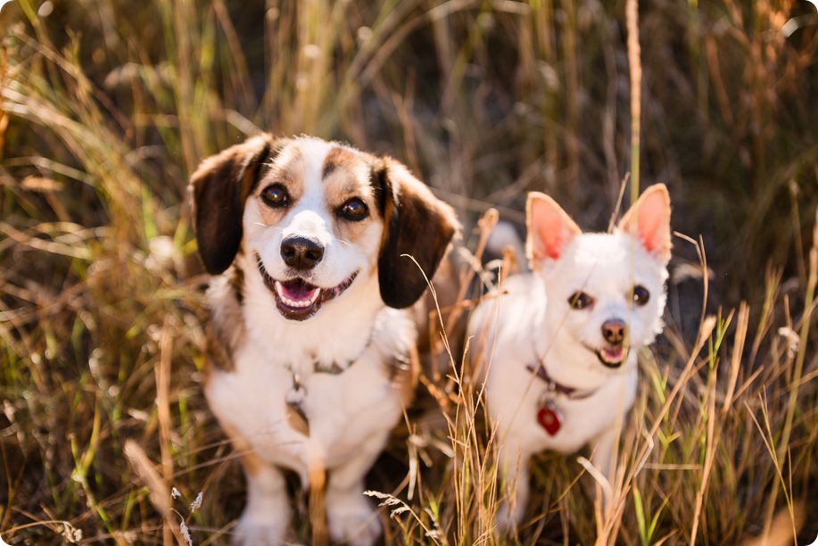 Kelowna-engagement-session_lake-dog-portraits_Okanagan-photographer_22_by-Kevin-Trowbridge