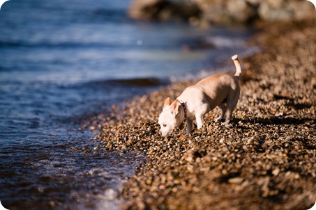 Kelowna-engagement-session_lake-dog-portraits_Okanagan-photographer_65_by-Kevin-Trowbridge