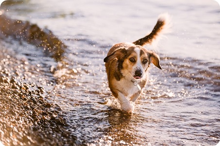 Kelowna-engagement-session_lake-dog-portraits_Okanagan-photographer_75_by-Kevin-Trowbridge