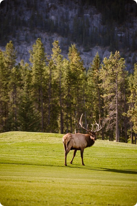 Banff-portraits_moss-forest_Fairmont-bohemian-family-session-newborn-landscape-elk_04_by-Kevin-Trowbridge