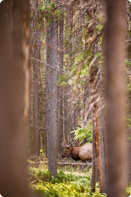 Banff-portraits_moss-forest_Fairmont-bohemian-family-session-newborn-landscape-elk_05_by-Kevin-Trowbridge