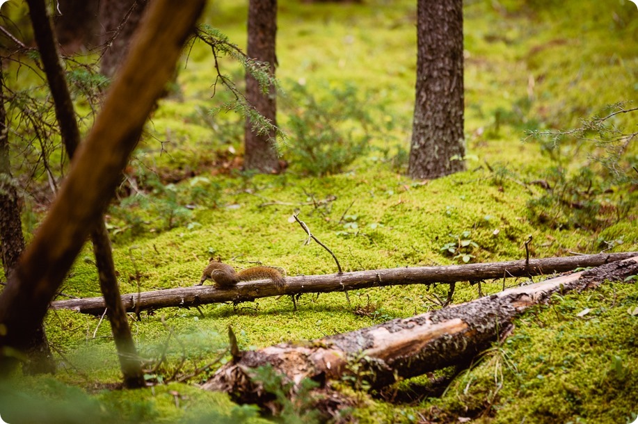 Banff-portraits_moss-forest_Fairmont-bohemian-family-session-newborn_39_by-Kevin-Trowbridge