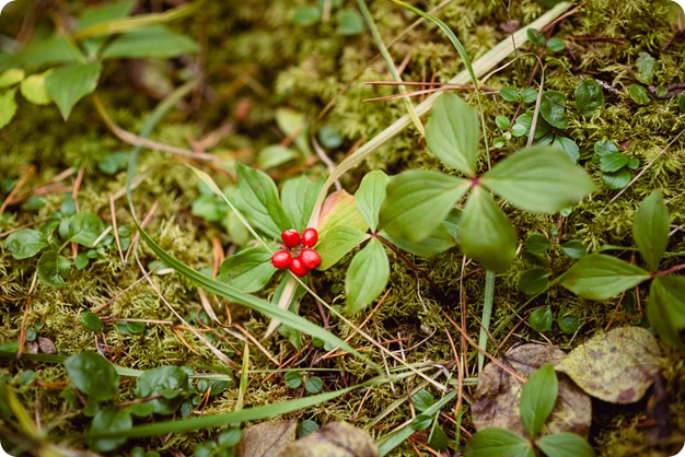 Banff-portraits_moss-forest_Fairmont-bohemian-family-session-newborn_60_by-Kevin-Trowbridge