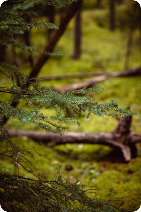 Banff-portraits_moss-forest_Fairmont-bohemian-family-session-newborn_63_by-Kevin-Trowbridge