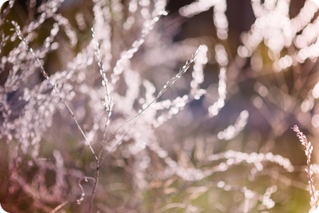 Kelowna-wedding-photographer_Okanagan-engagement-session-Fintry-park__86511_by-Kevin-Trowbridge