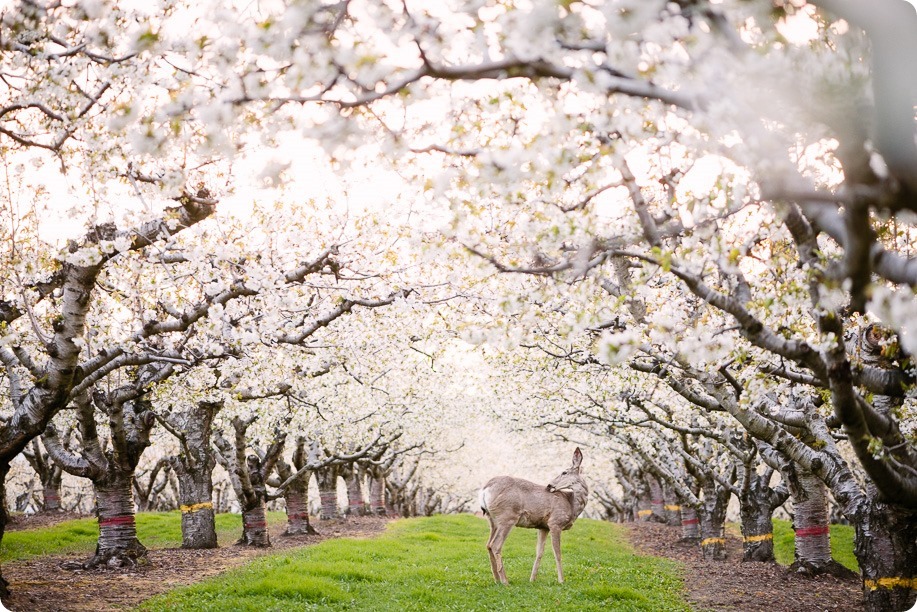 Cake-Smash_portrait-session-in-cherry-blossom-orchard_Kelowna_104_by-Kevin-Trowbridge