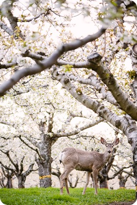 Cake-Smash_portrait-session-in-cherry-blossom-orchard_Kelowna_105_by-Kevin-Trowbridge