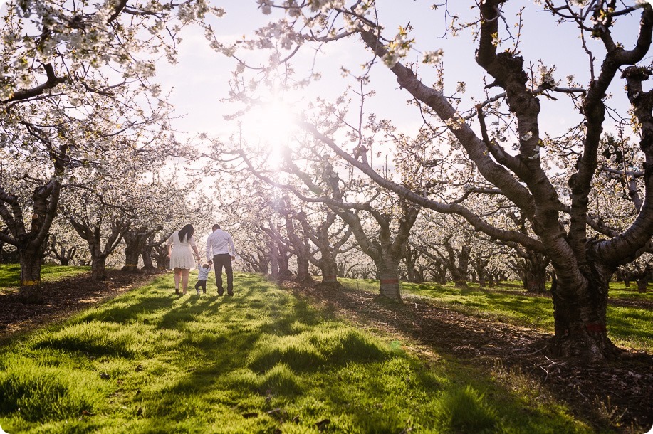 Cake-Smash_portrait-session-in-cherry-blossom-orchard_Kelowna_24_by-Kevin-Trowbridge