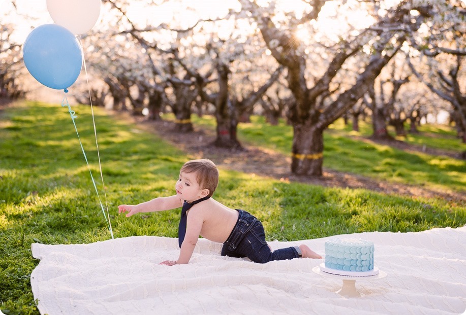 Cake-Smash_portrait-session-in-cherry-blossom-orchard_Kelowna_73_by-Kevin-Trowbridge