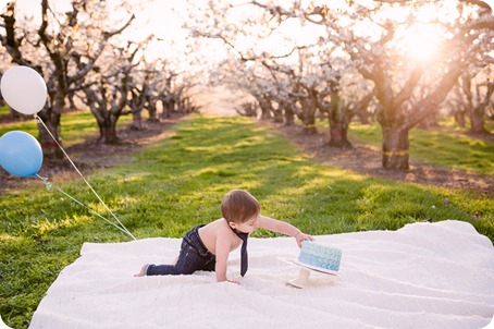 Cake-Smash_portrait-session-in-cherry-blossom-orchard_Kelowna_82_by-Kevin-Trowbridge