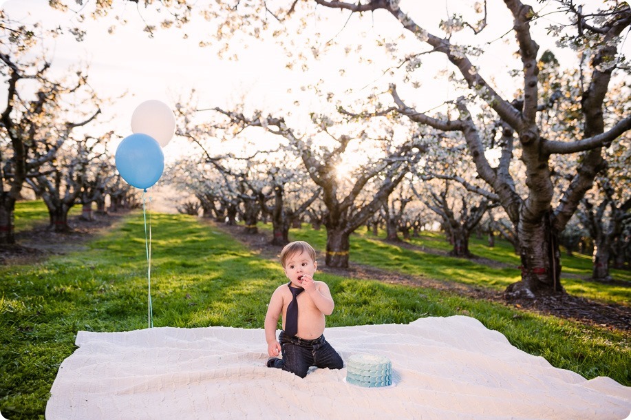Cake-Smash_portrait-session-in-cherry-blossom-orchard_Kelowna_89_by-Kevin-Trowbridge