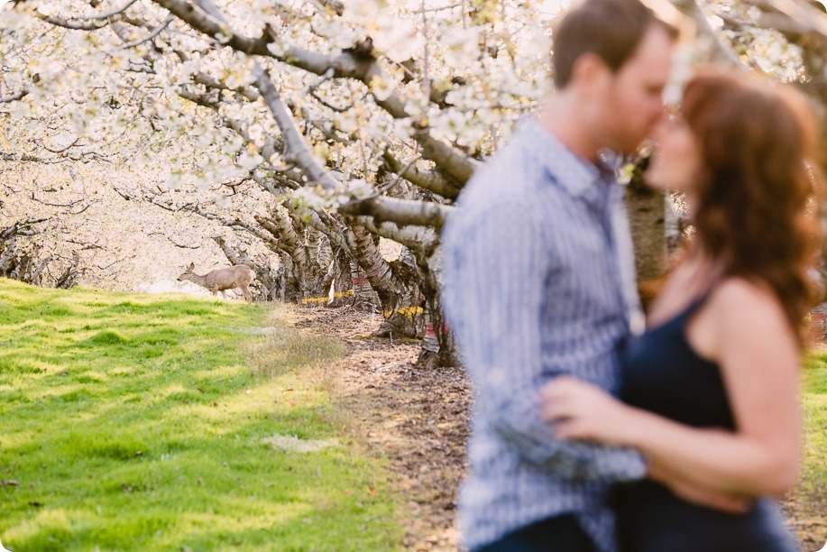 Kelowna-wedding-photographer_cherry-blossom-engagement-session_sunset-couples-portraits_tandem-bike__85900_by-Kevin-Trowbridge