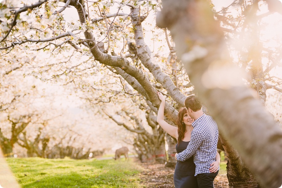 Kelowna-wedding-photographer_cherry-blossom-engagement-session_sunset-couples-portraits_tandem-bike__85975_by-Kevin-Trowbridge